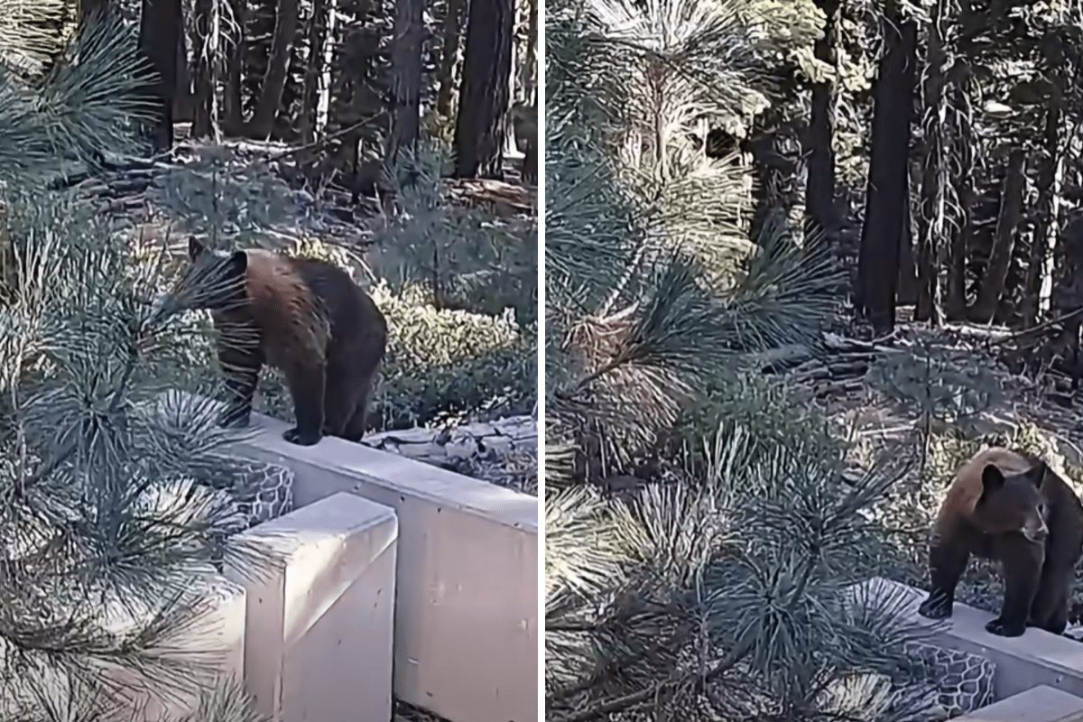 Video Shows Anguished Mama Bear After Crashes Kill Both Cubs