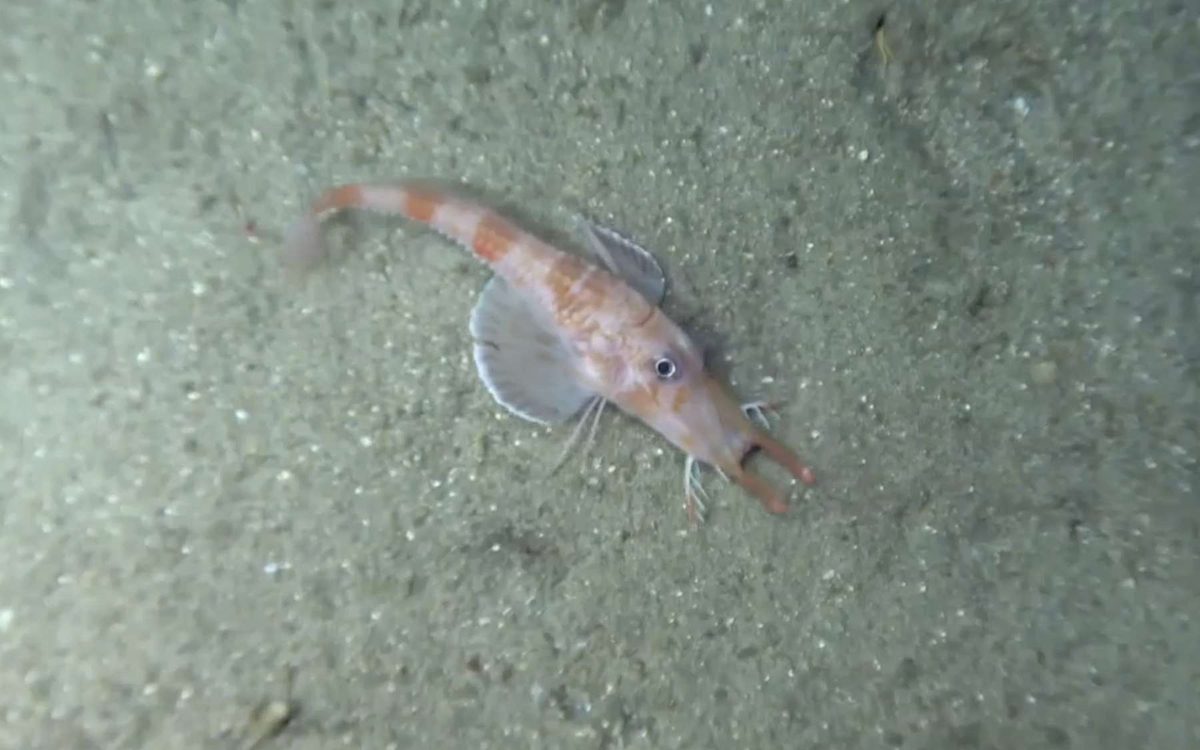 La photo de la semaine : on dirait un alien perdu sur Terre… et il marche à l’envers au fond de l’océan