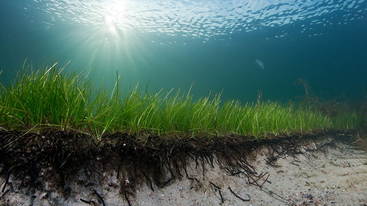 Wie groß ist der Teich?