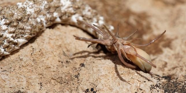Ce serpent qui imite l’araignée pour appâter les oiseaux