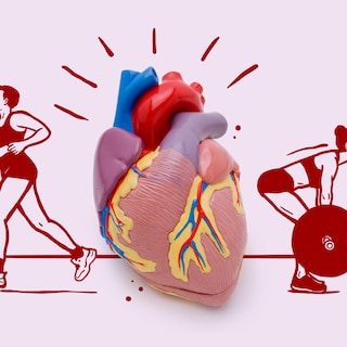 Bestaat er zoiets als een krachtsporthart en een duursporthart?
