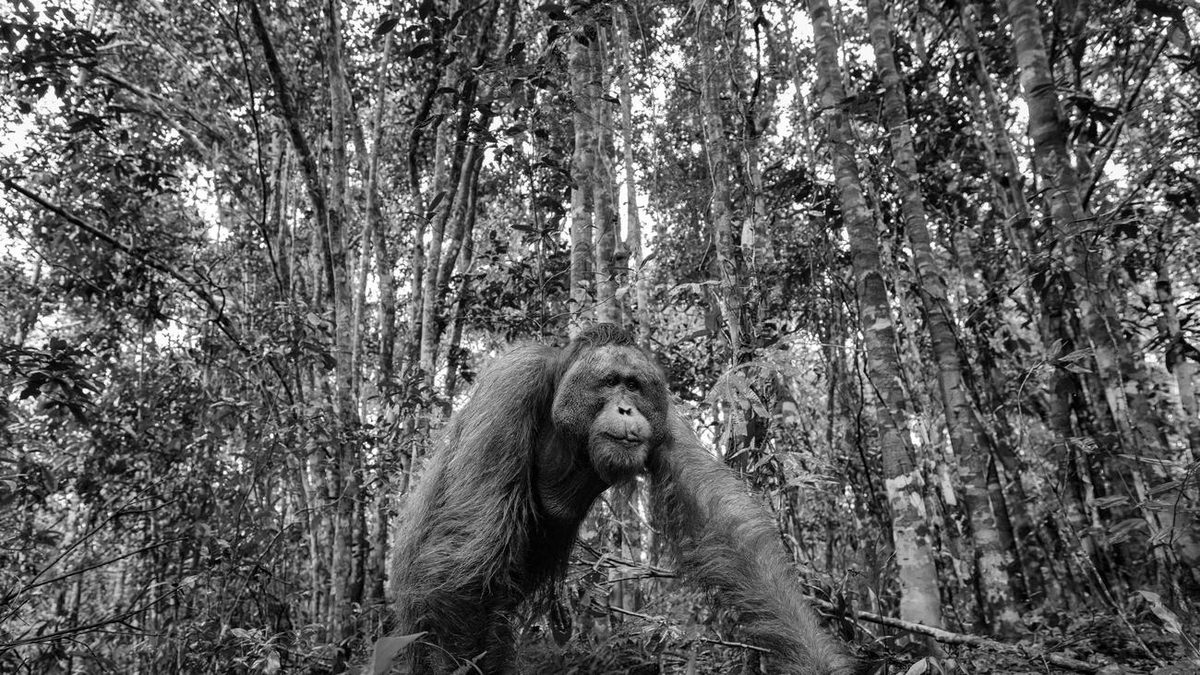 Tierfilm im Regenwald: So entsteht ein Tierfilm im Regenwald