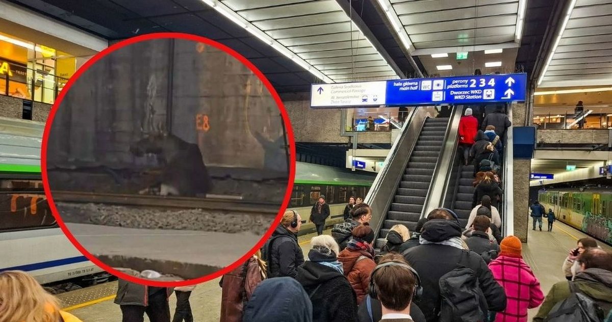 Ogromne opóźnienia pociągów w Warszawie. Po torach biegał łoś