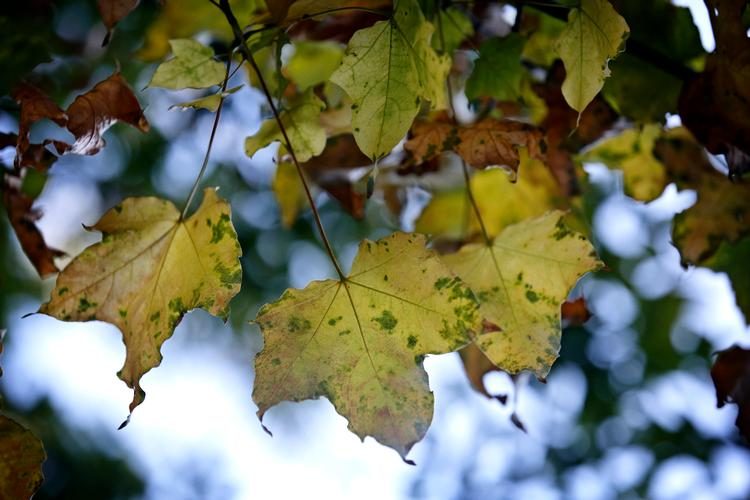 DMI: Sådan bliver vejret i den kommende uge