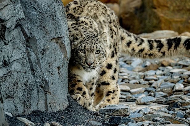 Chester Zoo makes urgent change after offering 'child predator tour' for £25