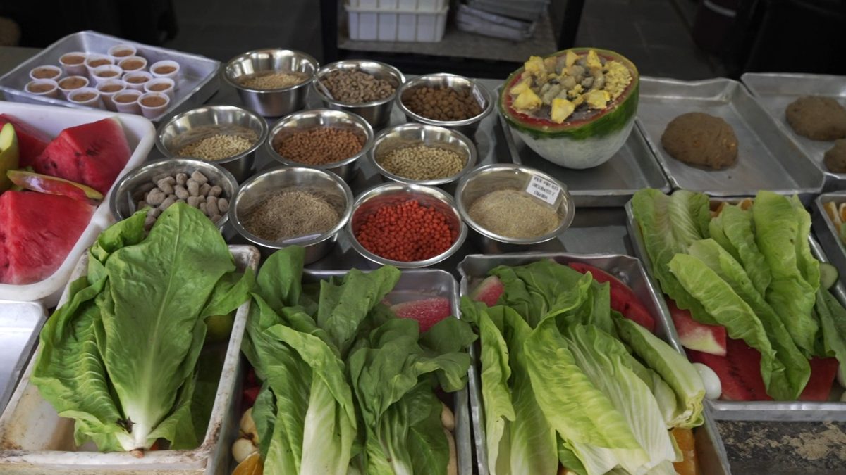 135 quilos de hortifrútis, carne e ração por dia: veja cuidados com a alimentação dos animais de Parque Ecológico no in…