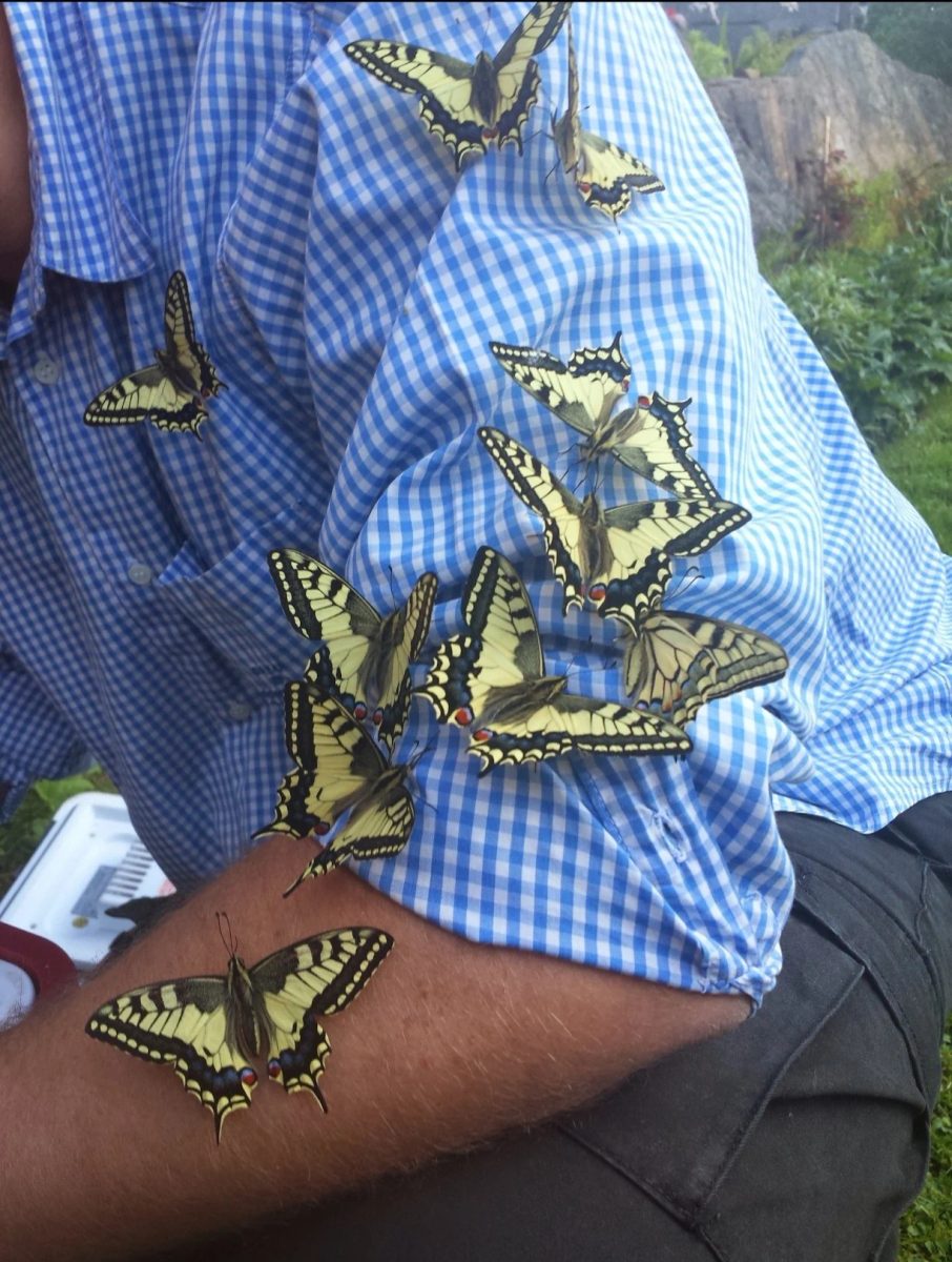 A magical throwback to when my brother raised and released around 100 Old World Swallowtail butterflies in his garden.…