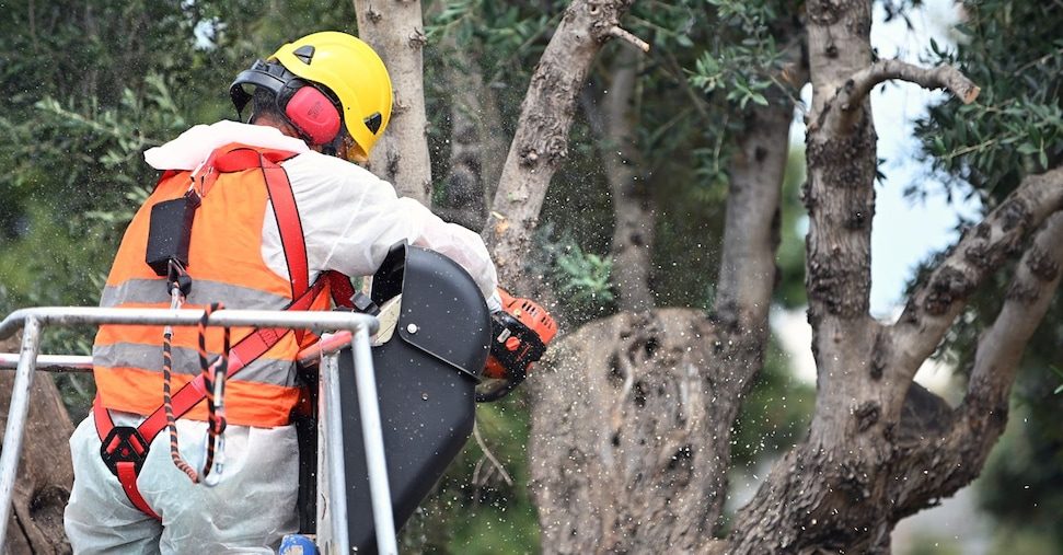 Piano d’azione contro la Xylella in Calabria, isolate sette piante infette nella Piana di Gioia Tauro