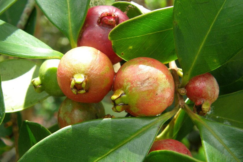 Lo plantaron en 1825 como alimento: 200 años después, se ha convertido en un árbol invasor que se combate con drones e…