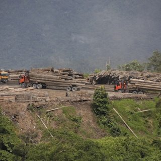 Klimaatadviseur PBL: verbranden van Maleisisch regenwoud overbodig voor behalen klimaatdoelen