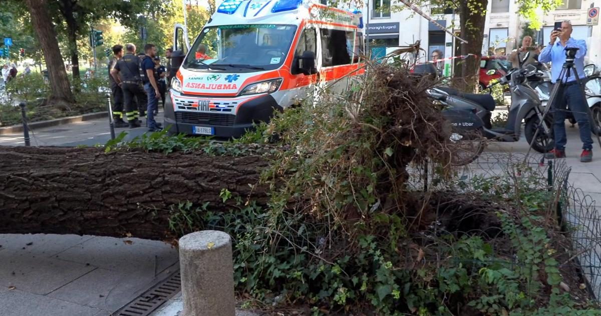 Crolla un albero in piazza Risorgimento a Milano: tre feriti