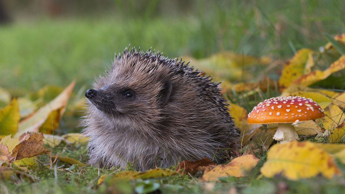 Naturschutz: Aktion »Deutschland sucht Igel und Maulwurf« startet