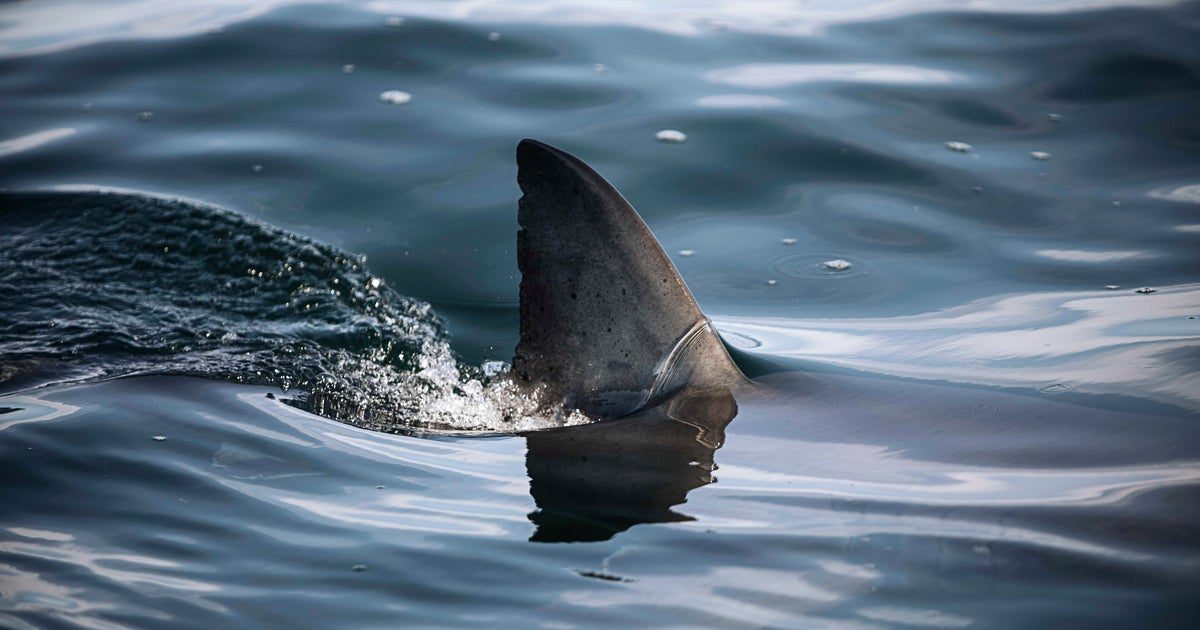 Shark attacks, injures surfer at popular beach in Australia