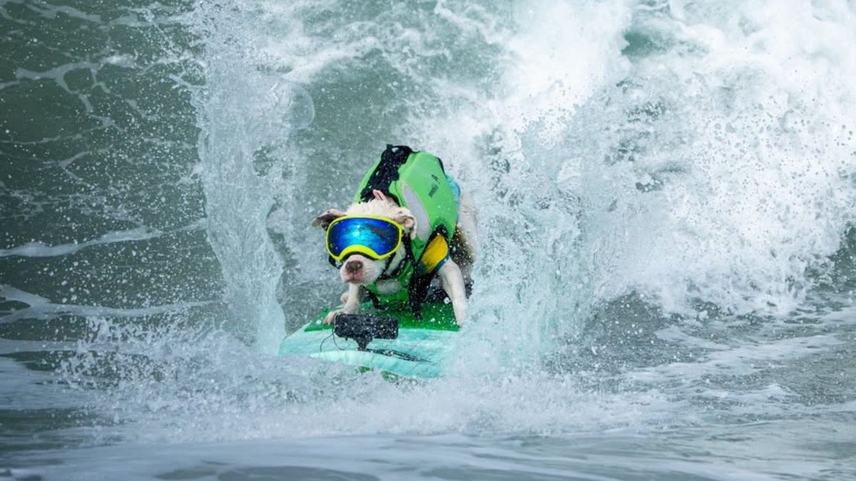 21st annual dog surfing competition has finals ruined by unsafe conditions