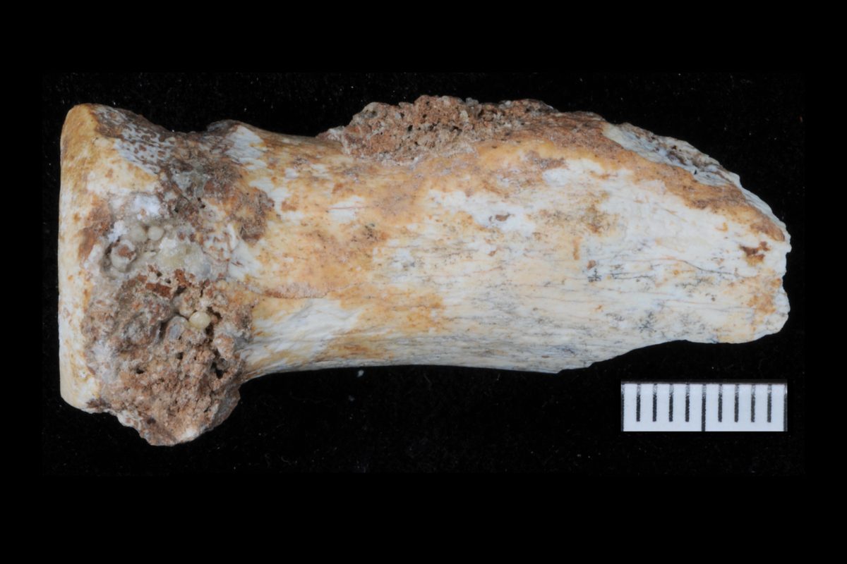 Scientists Find a Trove of Denisovan Fossils and Tools in Southwest China, Giving an Unprecedented Glimpse Into Our Ext…