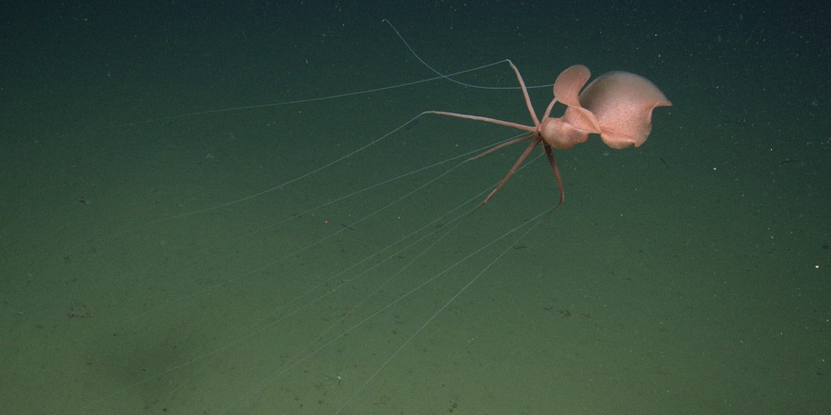 Watch an Elusive and Ethereal Bigfin Squid Float Above the Seafloor Off Central California