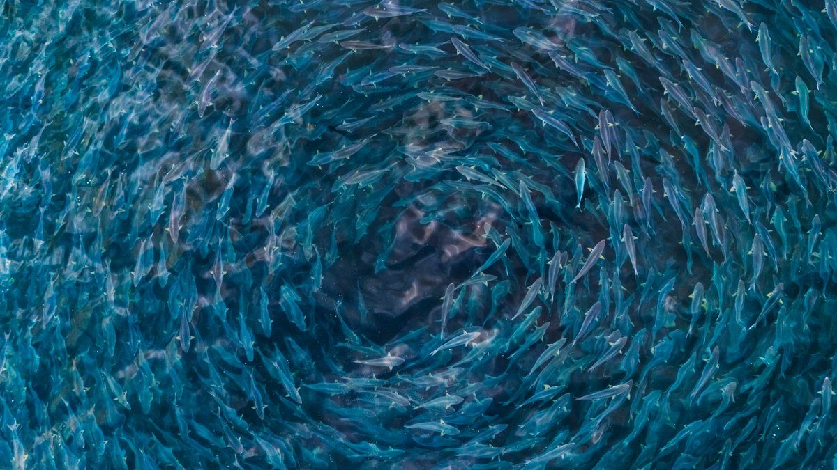 How our sense of beauty takes shape in the brain