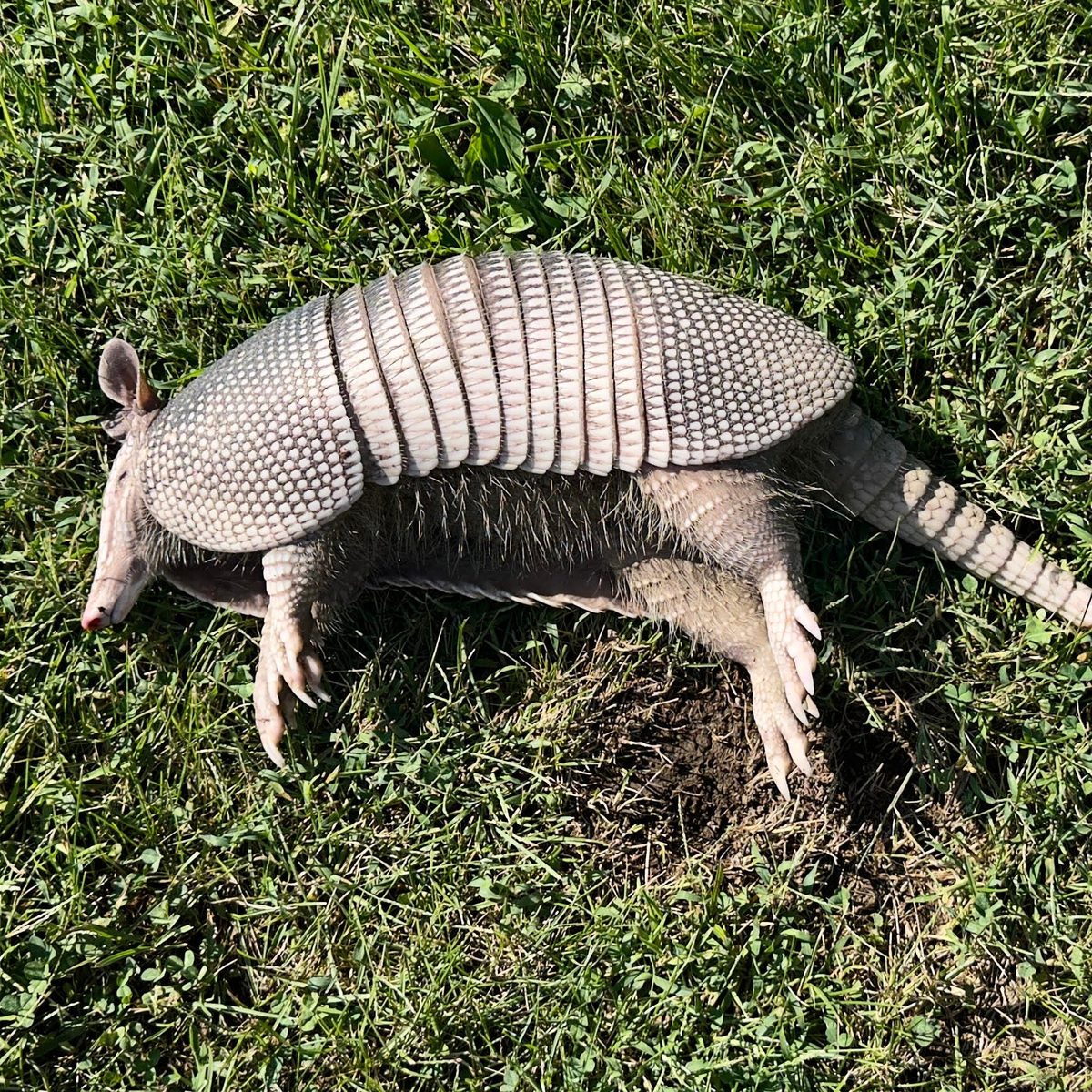 An Armadillo Arrives in … Ohio?