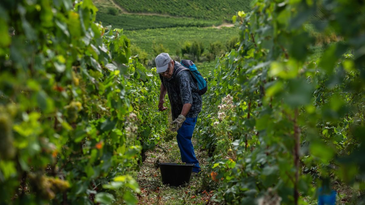 Frankreich: Rekordhitze sorgt für stärkeren Champagner