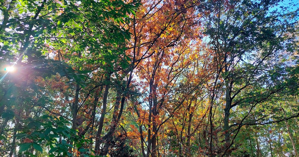 Le satellite à l’accent belge qui lit le futur dans les feuilles