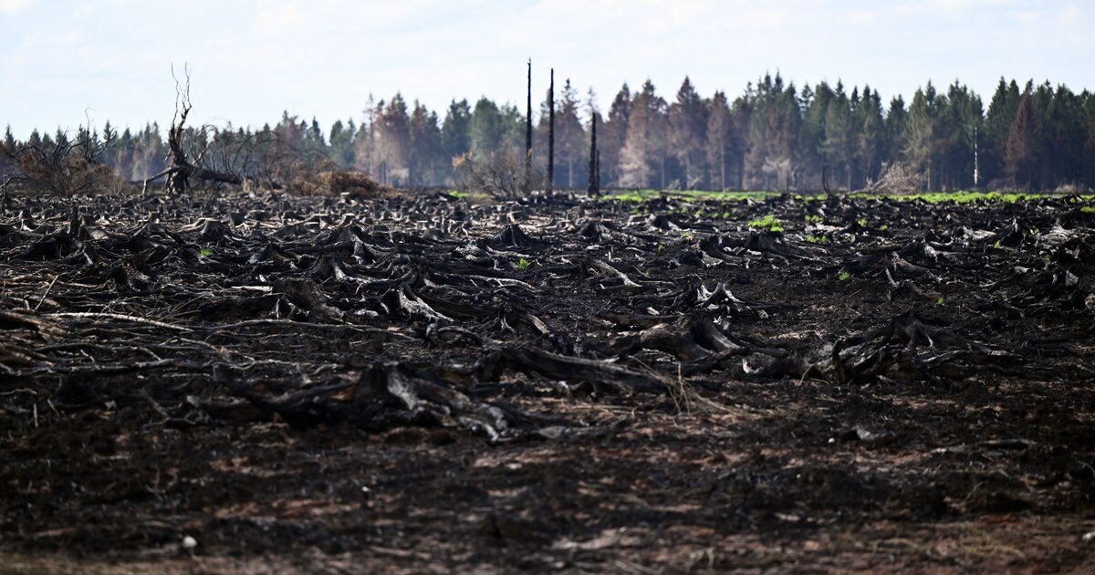 Incendie dans les Fagnes: la commune de Baelen se constitue partie civile après l'incendie des Fagnes