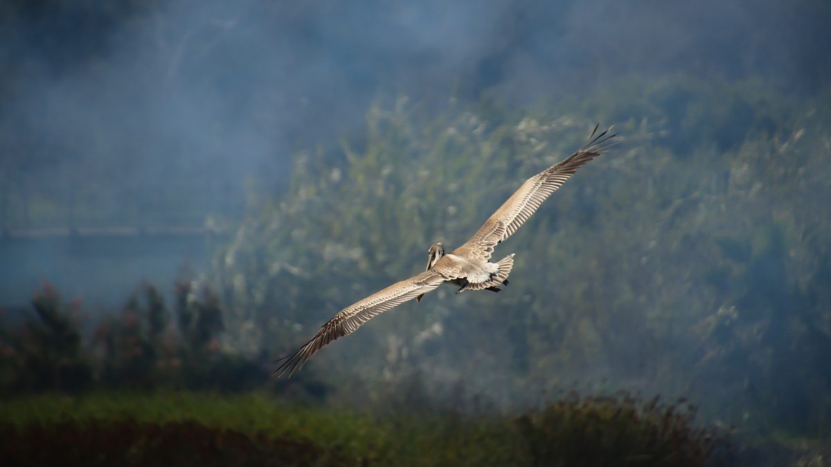 Biodiversität: Waldbrandrauch verringert die Vogelvielfalt