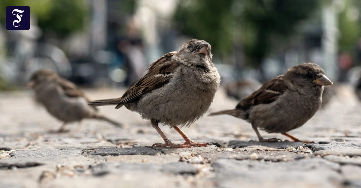 In deutschen Städten: Das rätselhafte Verschwinden der Hausspatzen