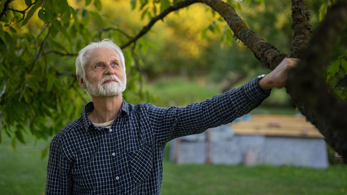 Garten: Gibt es eine Obergrenze für Bäume auf dem eigenen Grundstück?