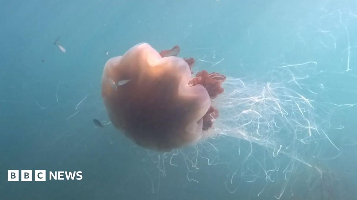 Giant jellyfish with '40ft tentacles' captured on camera off coast