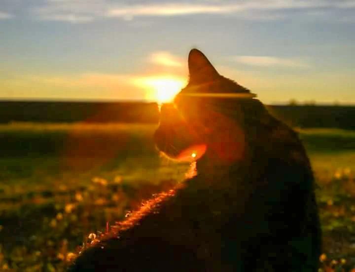 A beautiful flashback to our sweet Sussi. This was her absolute favorite thing to do—just sitting here, golden hour vib…