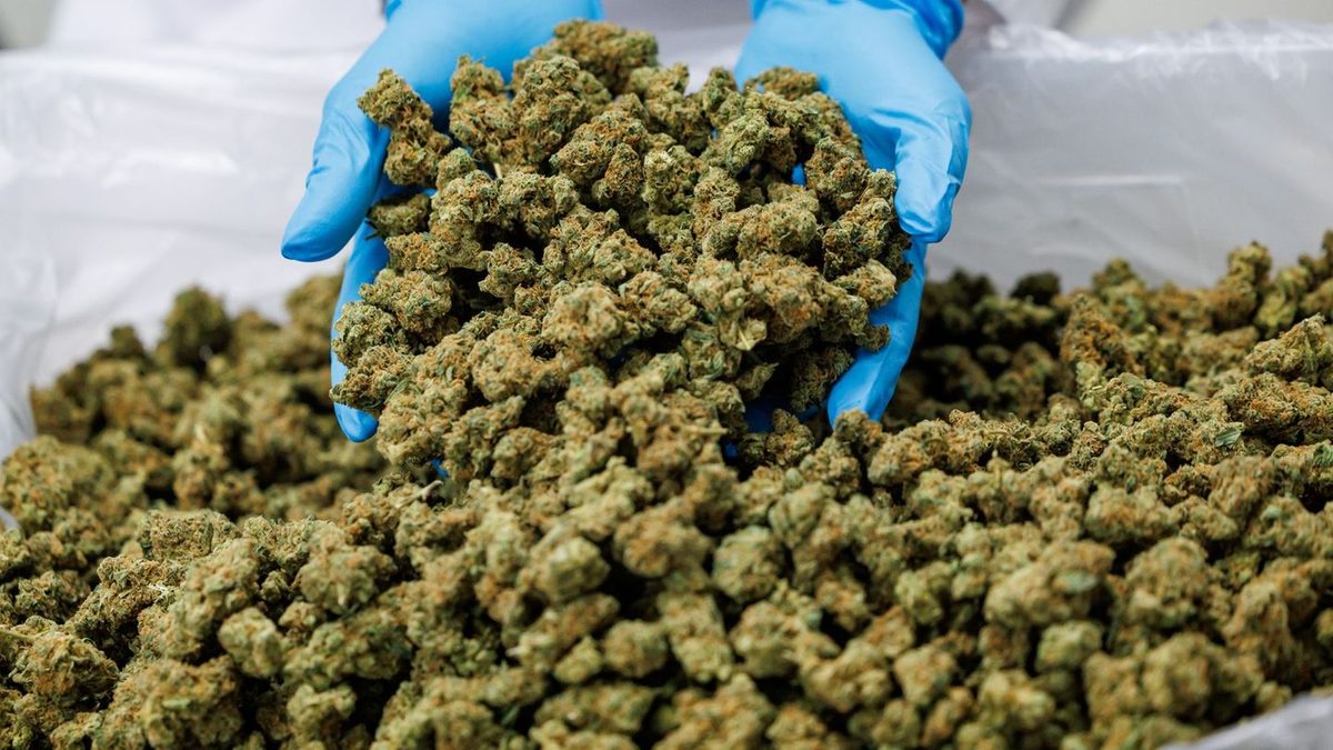 Gesundheit: Linnemann dringt auf strengere Regeln für Medizin-Cannabis