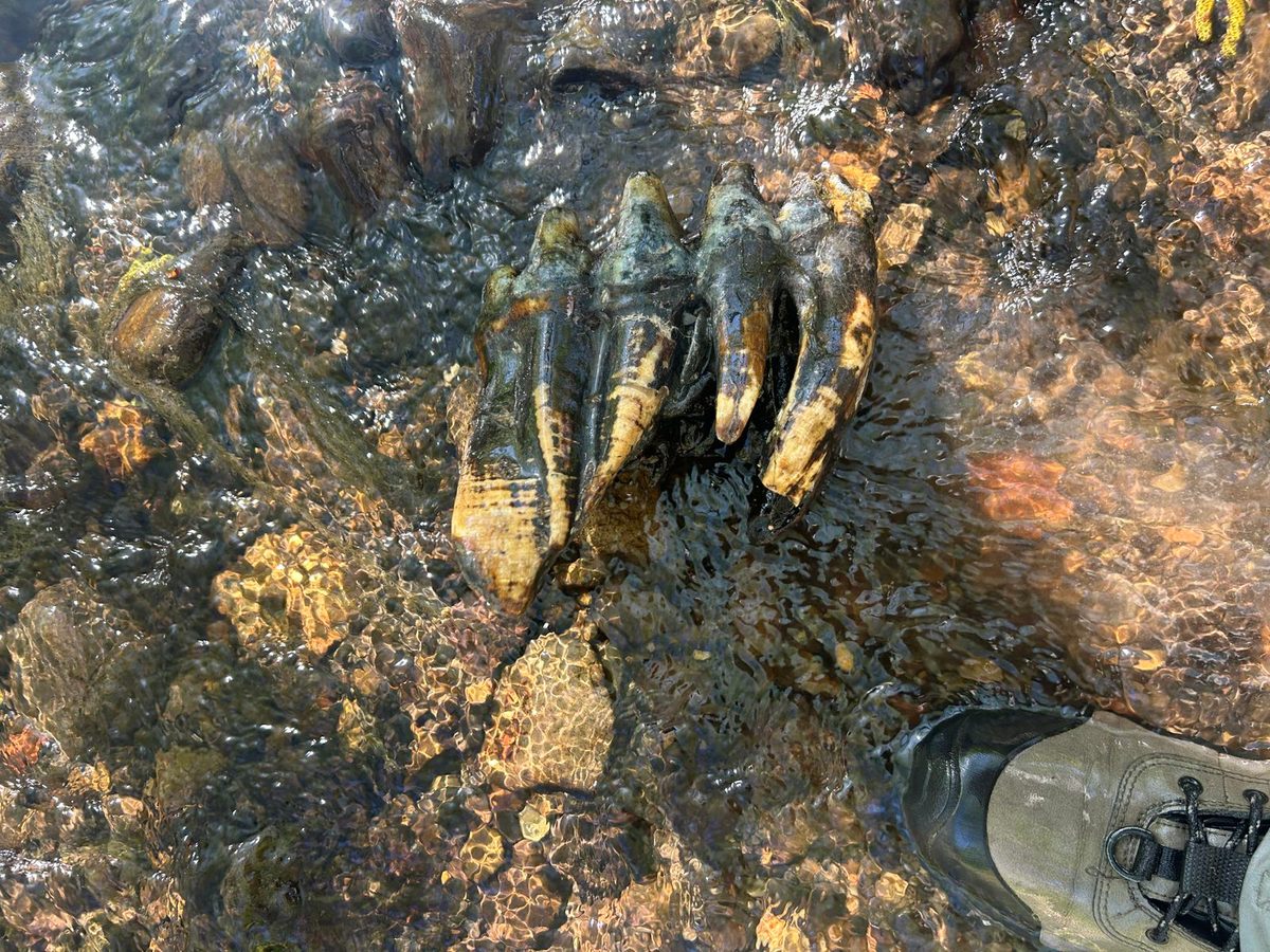 A Geologist in California Found Something Strange Sticking Out of a Creek. A Reverse Image Search Told Her It Was an An…