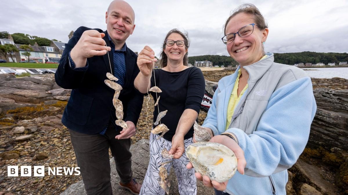 Lost oyster beds rediscovered thanks to Gaelic and Scots language