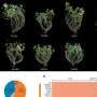 New peanut genome map uncovers hidden gene, boosts dense-planting yields 20%