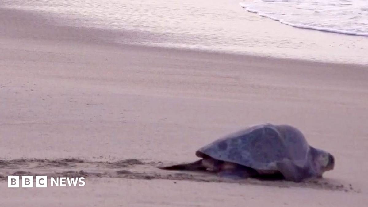 Mass nesting brings swarms of turtles to Mexican beach