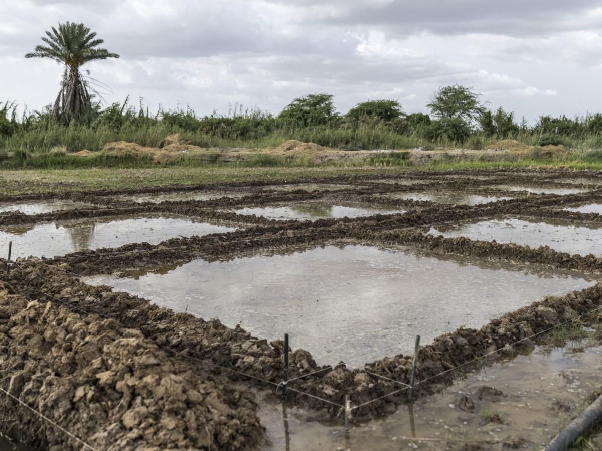 Dans les rizières sénégalaises, une alliance contre la bilharziose