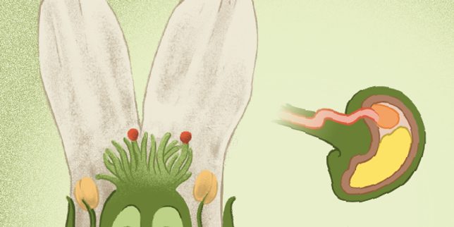L’embryon d’une graine de fleur donne le top départ de son développement