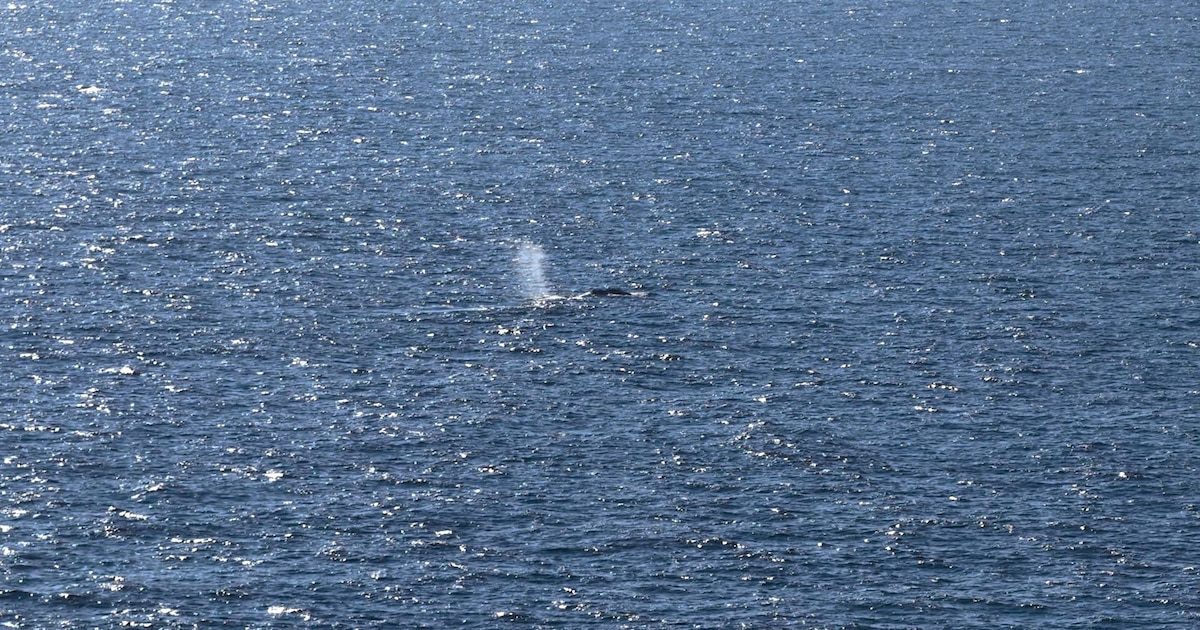 Islande : présentation début 2027 d'un projet de loi qui pourrait interdire la chasse à la baleine