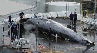 La chasse à la baleine bientôt interdite en Islande ? Un projet de loi est en préparation pour 2027
