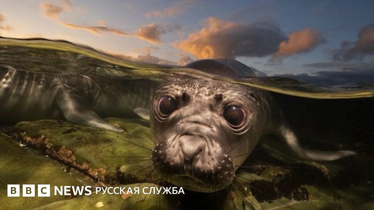 Жизнь океана во всем ее многообразии: впечатляющие снимки конкурса Ocean Photographer of the Year
