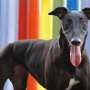 Greyhound racing just turned 100, and says its dogs are fine. But are they?