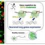 A new mechanism for reading extra-long genes in neurons
