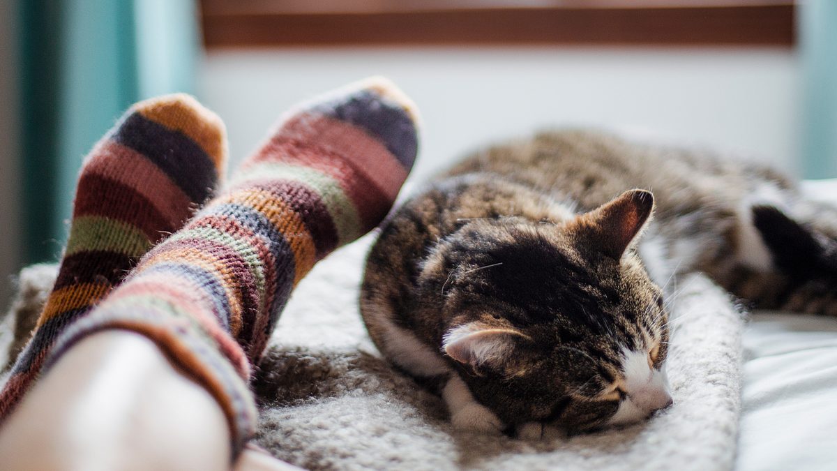 Haustiere: Die Wahrheit über Katzen