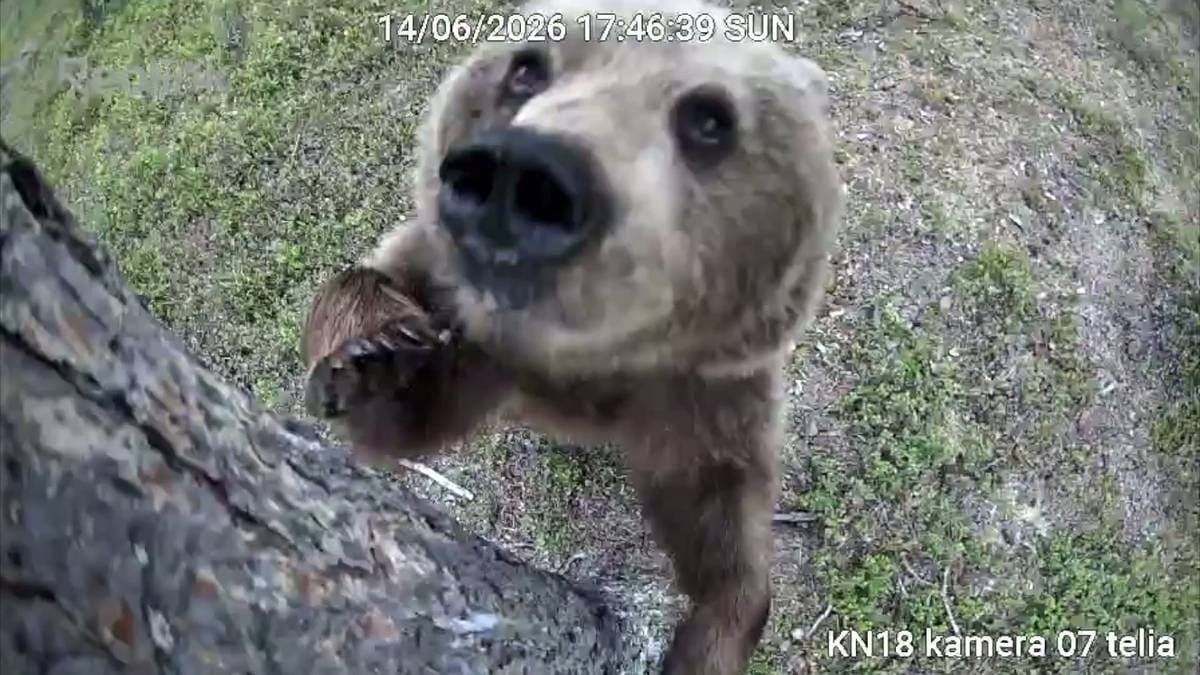 Avslører bjørnenes skjulte personligheter i skogen