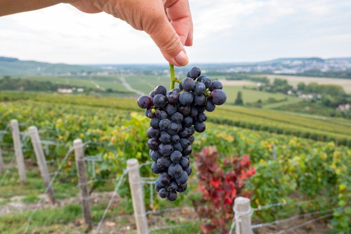 Bourgogne-vin er truet af klimaforandringer